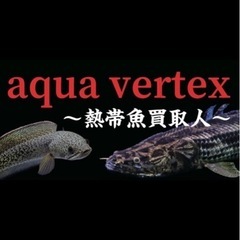 熱帯魚買取、水槽買取