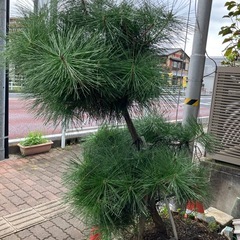 松　鉢植えの画像