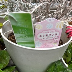 お花色々差し上げます！の画像