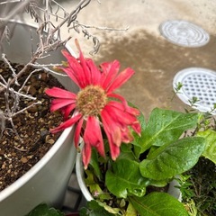 お花色々差し上げます！の画像