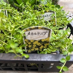 お花色々差し上げます！の画像