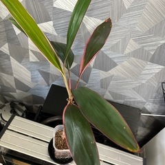 【観葉植物】コルジリネ　70㎝の画像