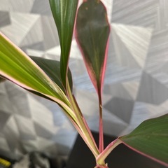 【観葉植物】コルジリネ　70㎝の画像