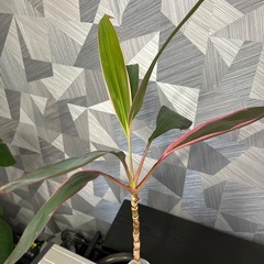 【観葉植物】コルジリネ　70㎝の画像