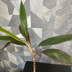 【観葉植物】コルジリネ　70㎝の画像