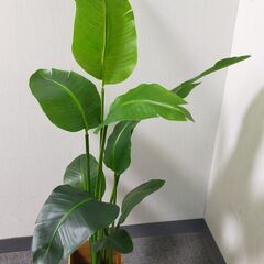 △ 人工観葉植物 人工植物 フェイクグリーン 3点おまとめ の画像