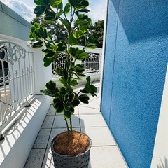 フェイク観葉植物の画像