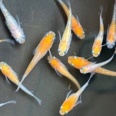 めだか 凛華紅白の画像