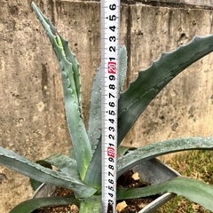 アガベ　多肉植物の画像