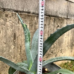 アガベ　多肉植物の画像