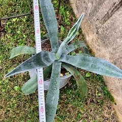 アガベ　多肉植物の画像