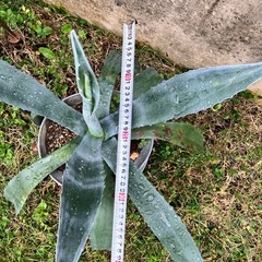 アガベ　多肉植物の画像