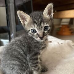 生後1ヶ月くらいのキジトラの男の子