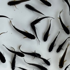 めだか カイジ鰭長の画像