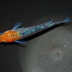 【限定1セット】『蒼煌』の特上種親候補　1ペア+メス1の画像
