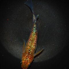【限定1セット】『蒼煌』の特上種親候補　1ペア+メス1の画像
