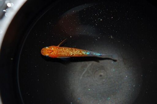 【限定1セット】『蒼煌』の特上種親候補　1ペア+メス1