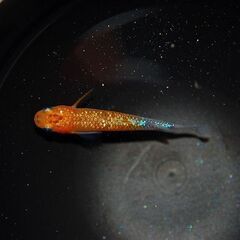 【限定1セット】『蒼煌』の特上種親候補　1ペア+メス1の画像