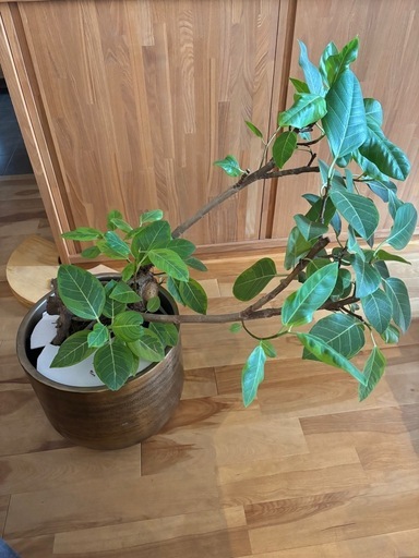 フィカス　アルテシマ（気根あり）　鉢カバーセット