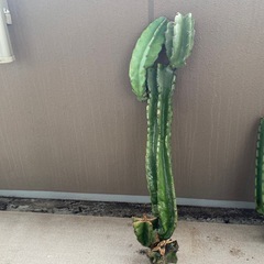 棘あり柱サボテンの画像