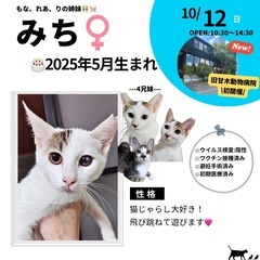 10/12(日)10:30～保護猫の譲渡会【旧甘木動物病院】 ②筑前町 - 里親募集