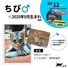 10/12(日)10:30～保護猫の譲渡会【旧甘木動物病院】 ②筑前町 − 福岡県