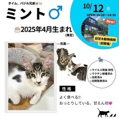 10/12(日)10:30～保護猫の譲渡会【旧甘木動物病院】 ②筑前町 - 猫