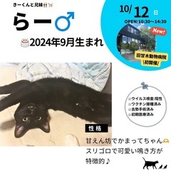 10/12(日)10:30～保護猫の譲渡会【旧甘木動物病院】 ②筑前町の画像