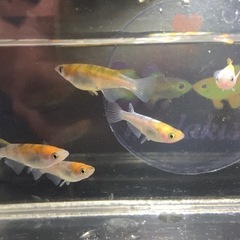 メダカ　菊銀紅玉（三色ラメ体外光系）　若魚　2雄3雌　5匹　500円の画像
