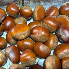 採れたて無農薬🌰栗🌰の画像