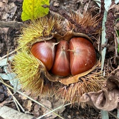 採れたて無農薬🌰栗🌰の画像