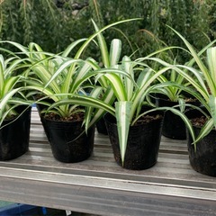 🌿オリズルラン 観葉植物　1ポット の画像