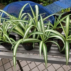 🌿オリズルラン 観葉植物　1ポット の画像