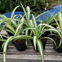 🌿オリズルラン 観葉植物　1ポット の画像