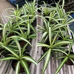 🌿オリズルラン 観葉植物　1ポット の画像