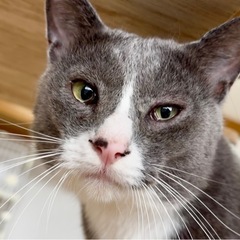 超珍しいグレー×白の超甘えん坊猫💕