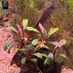 水草 Bucephalandra sp. Brownie Ghost の画像