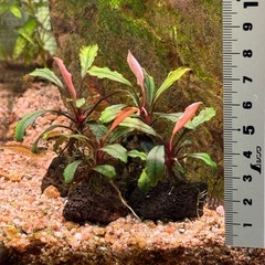 水草 Bucephalandra sp. Brownie Ghost の画像