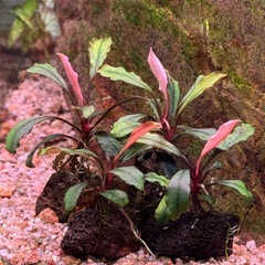 水草 Bucephalandra sp. Brownie Ghost の画像