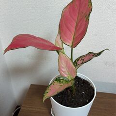 引き取り希望　差し上げます　観葉植物　アグラオネマ　1の画像