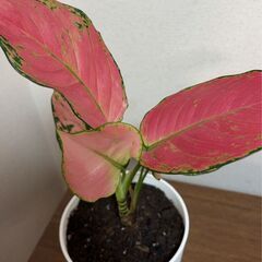 引き取り希望　差し上げます　観葉植物　アグラオネマ　1の画像