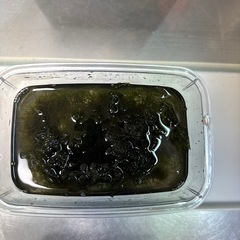 ６０スリム水槽の画像