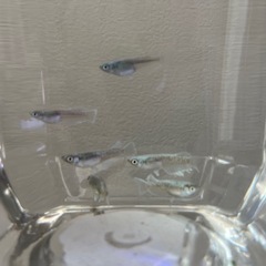メダカ　エメキン6匹の画像