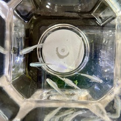 メダカ　エメキン6匹の画像