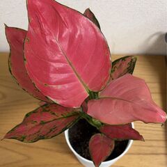 引き取り希望　差し上げます　観葉植物　アグラオネマ　2の画像
