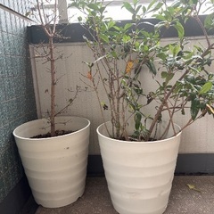 【無料引き取り希望】植物×2の画像