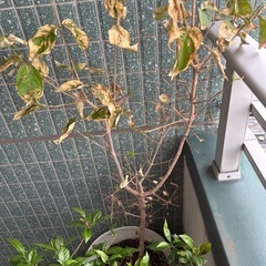 【無料引き取り希望】植物×2の画像