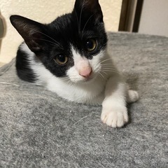 里親募集してます🥲🐱