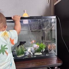 観賞魚水槽 
の画像