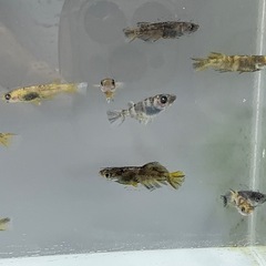 【メダカ】　和墨ミックス　10匹　1000円の画像